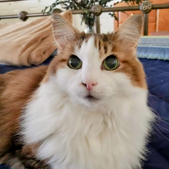 🌻PLEASE LIKE❤ andSHARE TO BE NOTIFIED OF MY LIVES .Thanks so much. God bless!🌻 - Picture 3 of 7